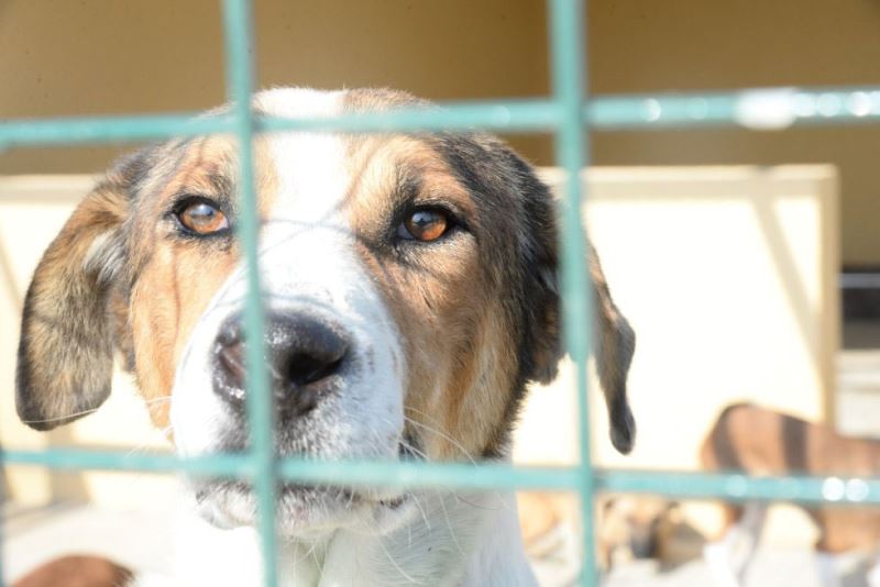 PATILI DOSTLAR MENEMEN BELEDIYESI ILE GÜVENDE